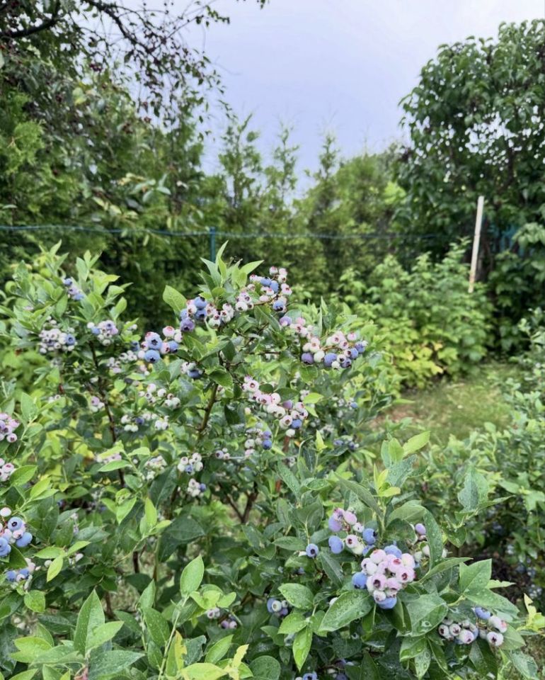 Działka rod Bolesławiec. Zdjęcie 4