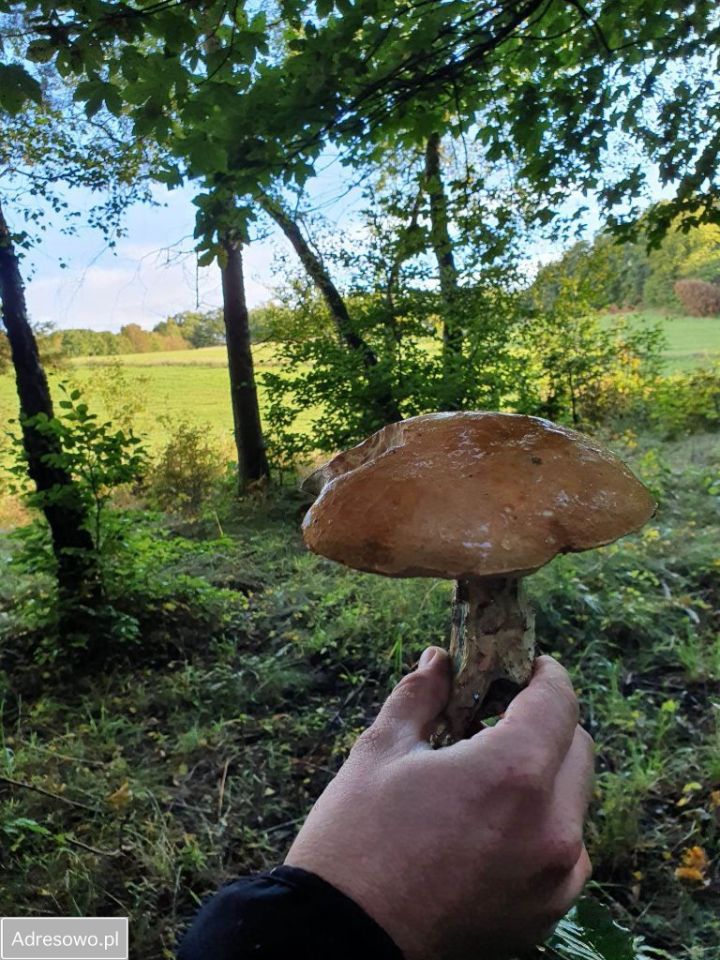 Działka rolno-budowlana Jodłowno. Zdjęcie 5