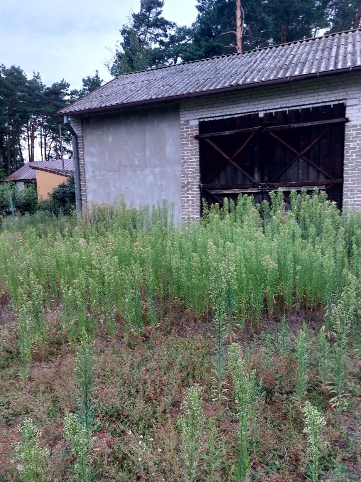 dom wolnostojący Trzcianka. Zdjęcie 2