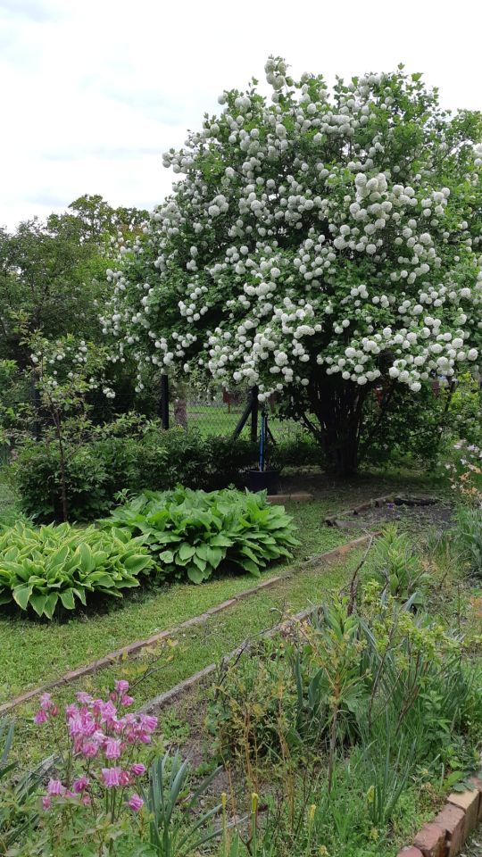 Działka rod Zielona Góra Centrum, ul. Andrzeja Struga. Zdjęcie 8
