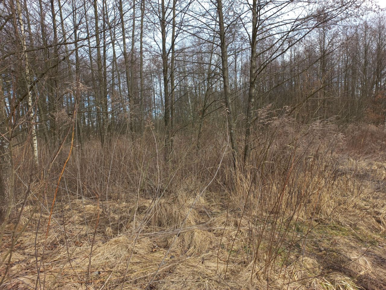 Działka rolna Brzezinka, Słoneczna. Zdjęcie 2