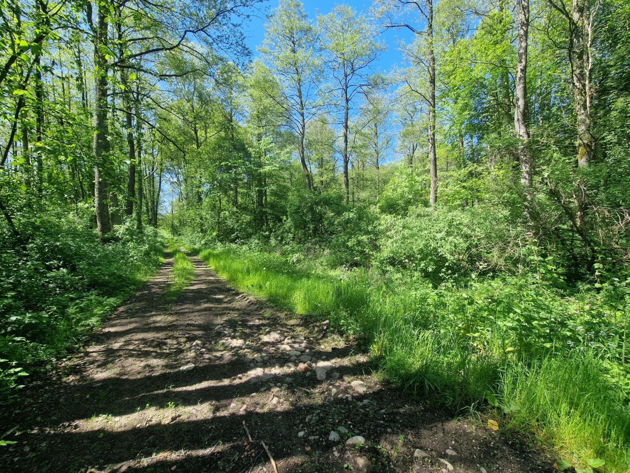 Działka inwestycyjna Malesowizna. Zdjęcie 10