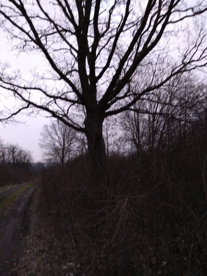 Działka rolna Poręba Niwki. Zdjęcie 3