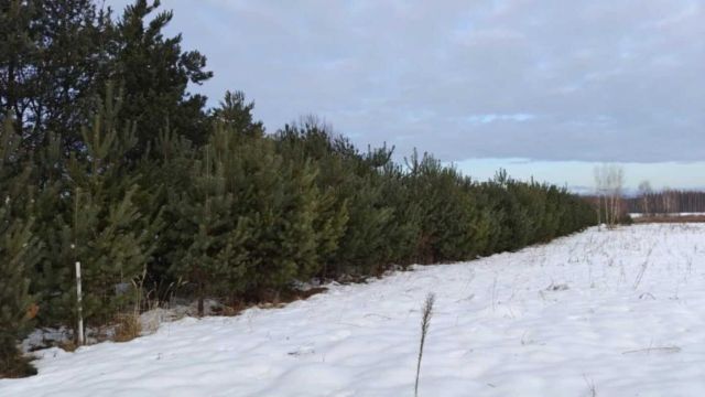 Działka leśna Kuryłówka. Zdjęcie 1