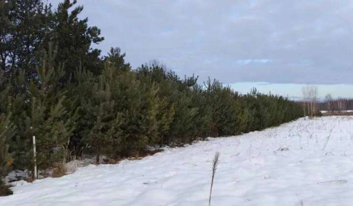 Działka leśna Kuryłówka