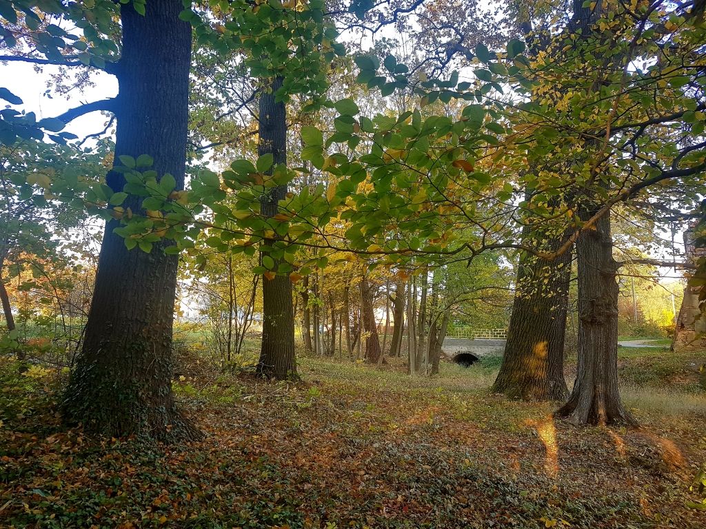 Działka budowlana Sokola. Zdjęcie 8