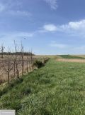 Działka rolno-budowlana Dębe, ul. Na Trzciniec. Zdjęcie 4