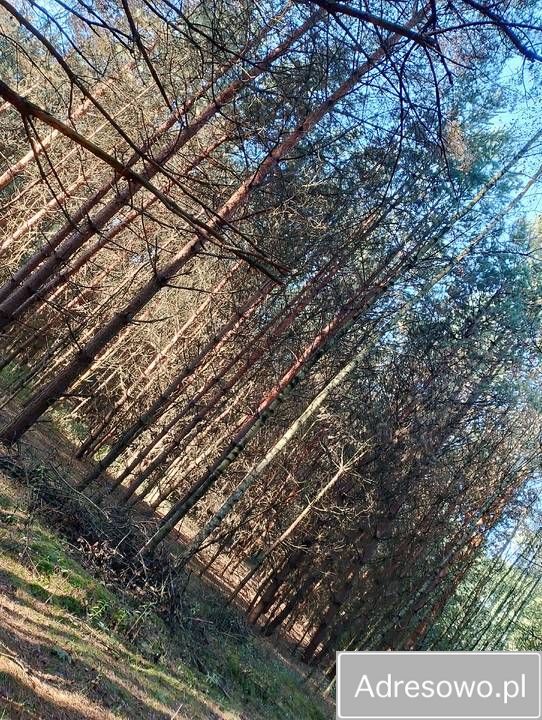 Działka leśna Nowiny. Zdjęcie 4