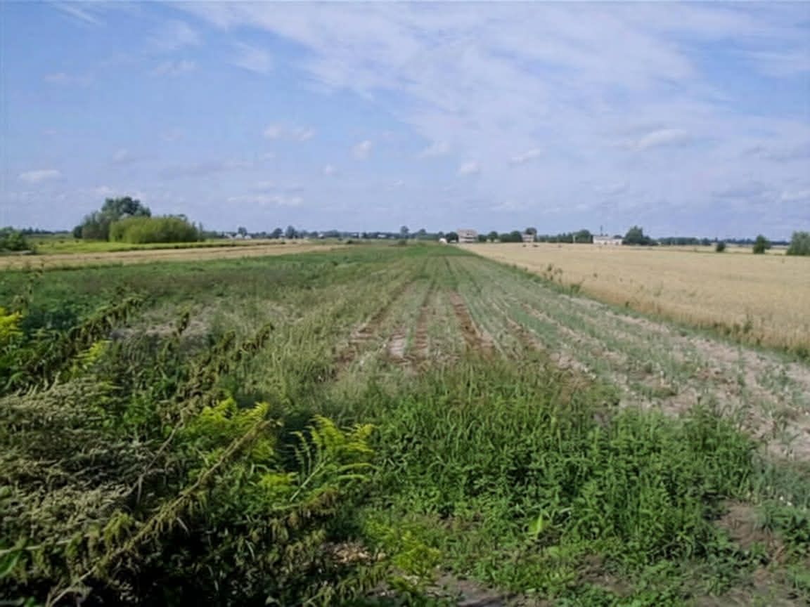 Działka siedliskowa Milęcin, Milęcin. Zdjęcie 2