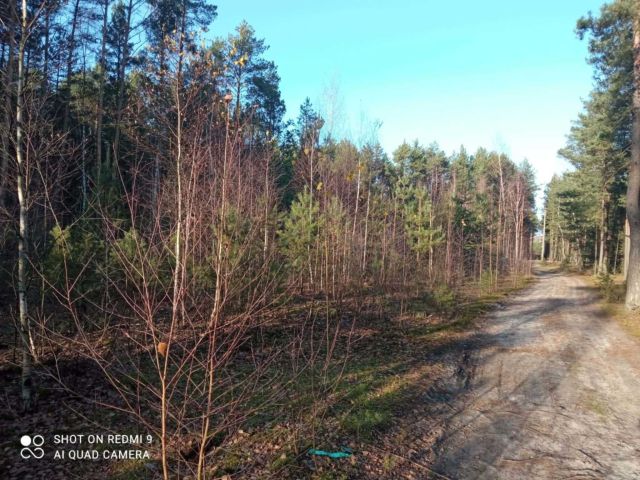 Działka leśna Karolinów. Zdjęcie 1