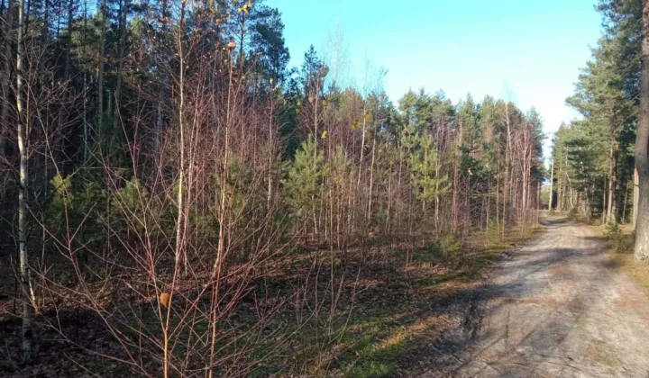 Działka leśna Karolinów