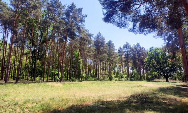 Działka budowlana Jabłonna, ul. Nowotomyska. Zdjęcie 1