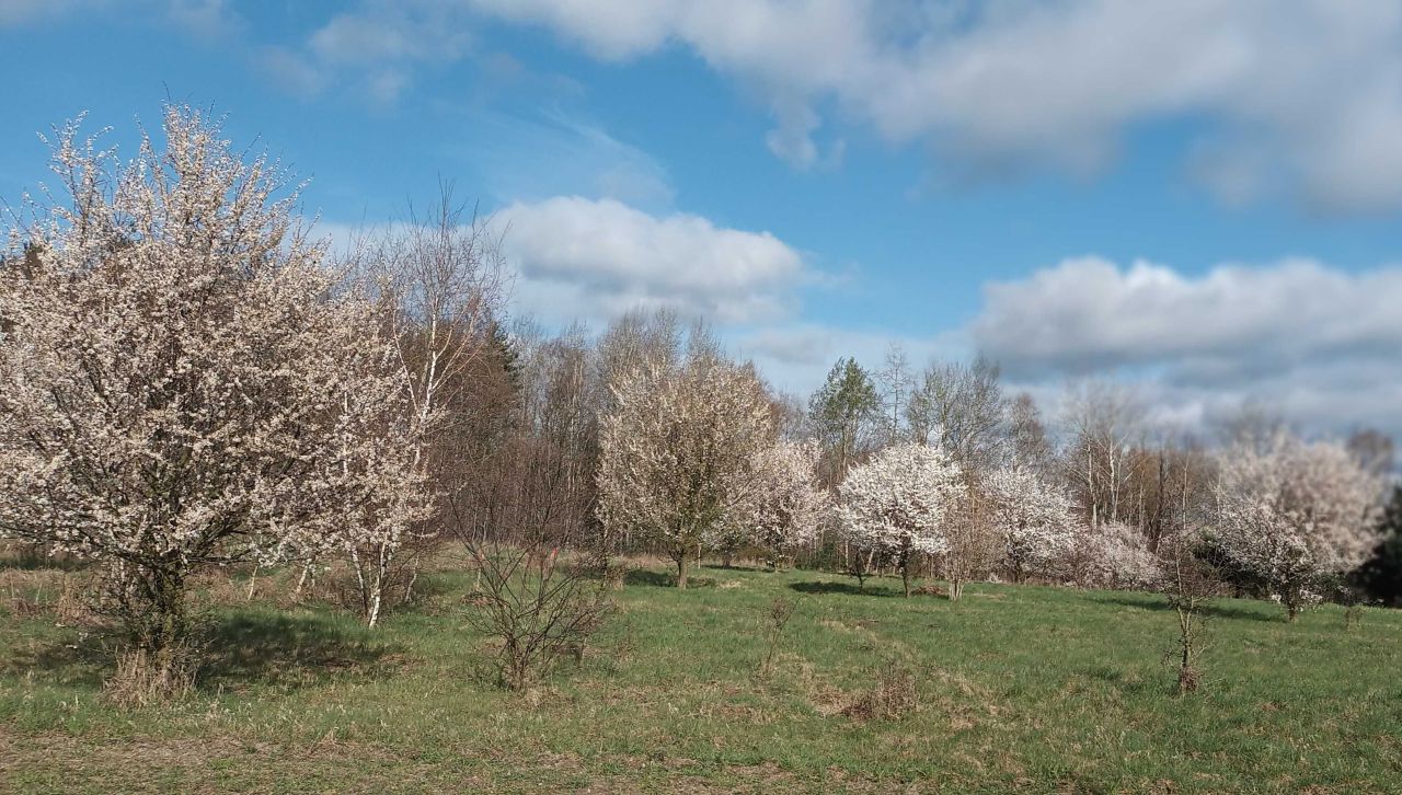 Działka rekreacyjna Rokitki