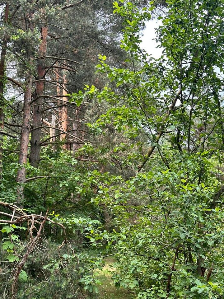 Działka budowlana Złotokłos. Zdjęcie 4