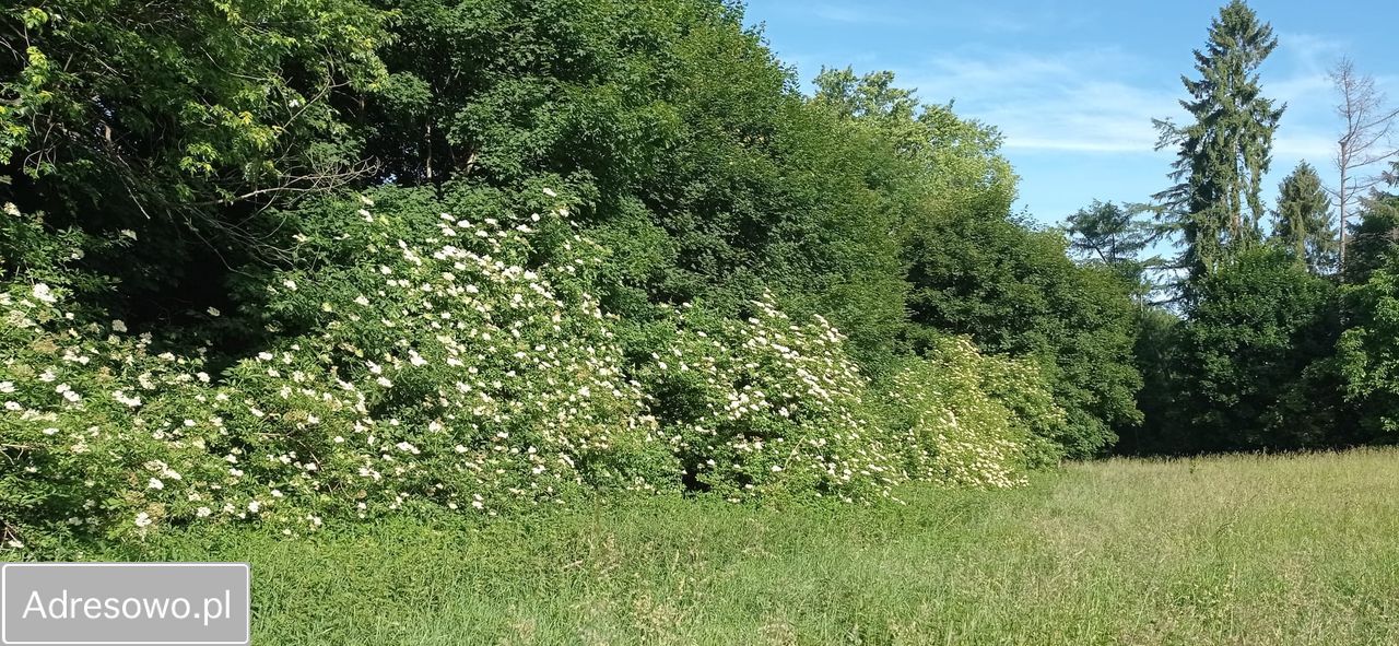 Działka budowlana Cetuń. Zdjęcie 6