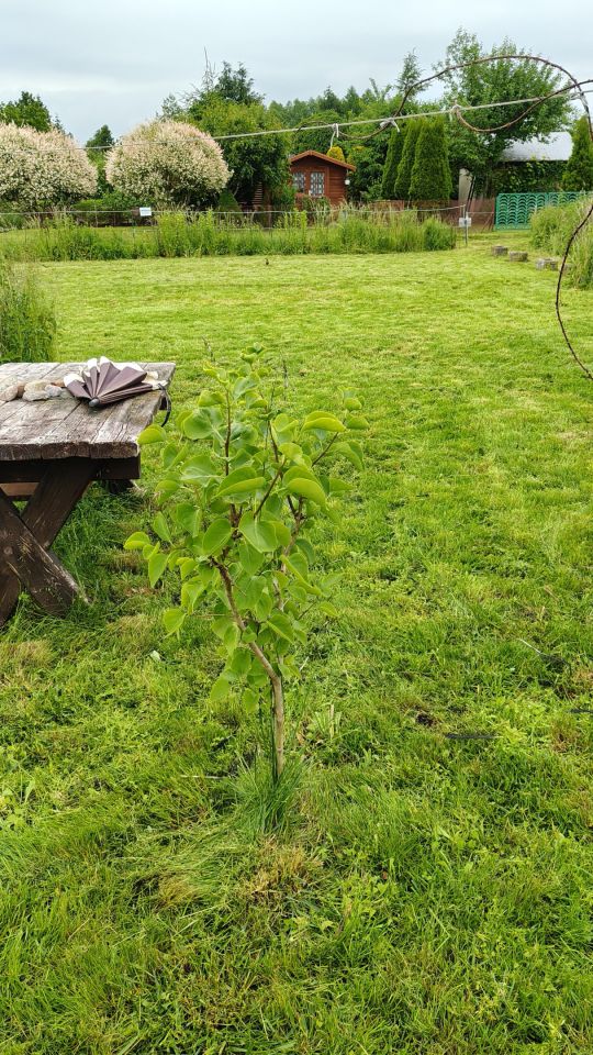 Działka rod Węgorzewo, ul. Braci Ejsmontów. Zdjęcie 3