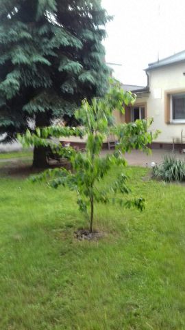 Działka budowlana Warszawa Praga-Południe, ul. Dynowska. Zdjęcie 1