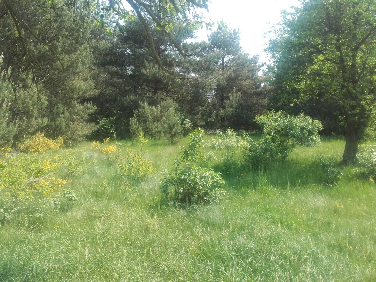 Działka Michałówek