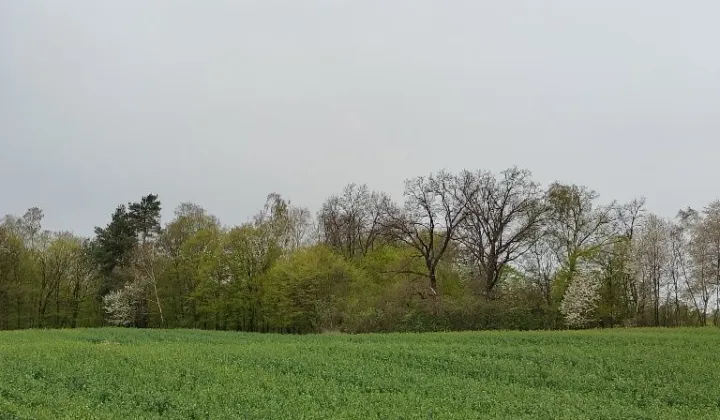 Działka budowlana Zastawie-Kolonia