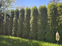 Działka rod Szczecin Pogodno, ul. Janka Muzykanta. Zdjęcie 2