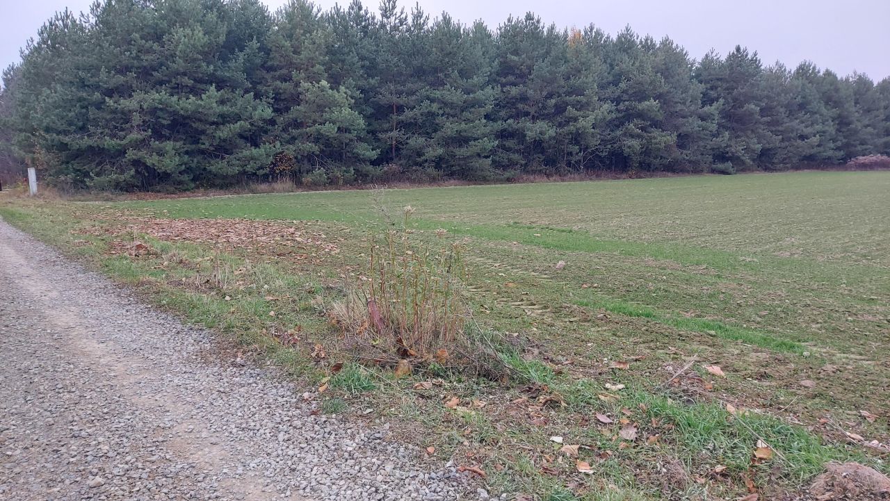 Działka budowlana Żabia Wola. Zdjęcie 7