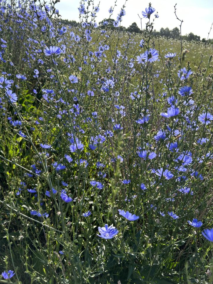 dom wolnostojący, 4 pokoje Drawsko Pomorskie, Nieokreślona. Zdjęcie 35