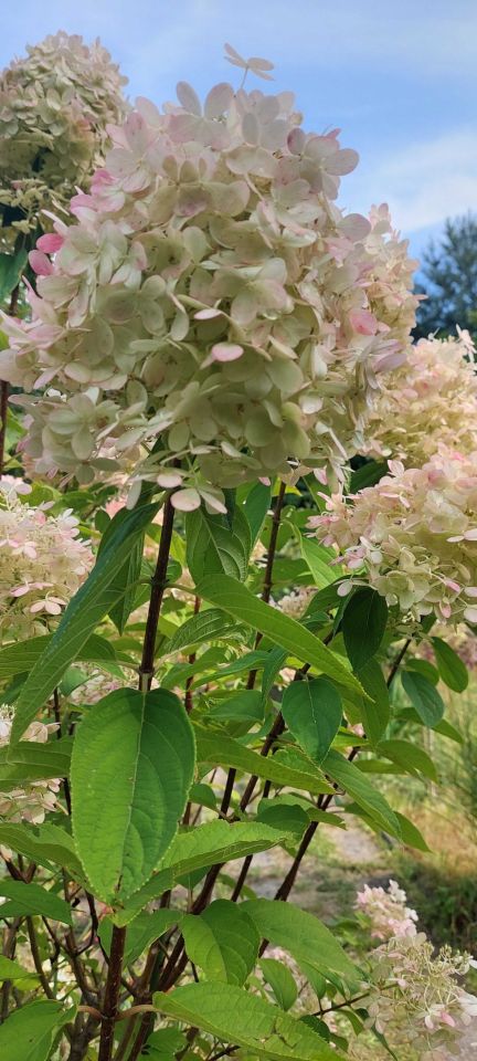 Działka rod Łódź Śródmieście, ul. Pomorska. Zdjęcie 4