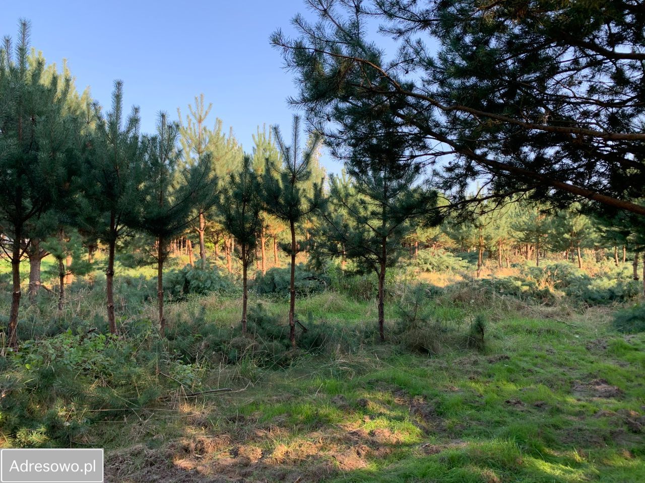 Działka rekreacyjna Wytyczno. Zdjęcie 9