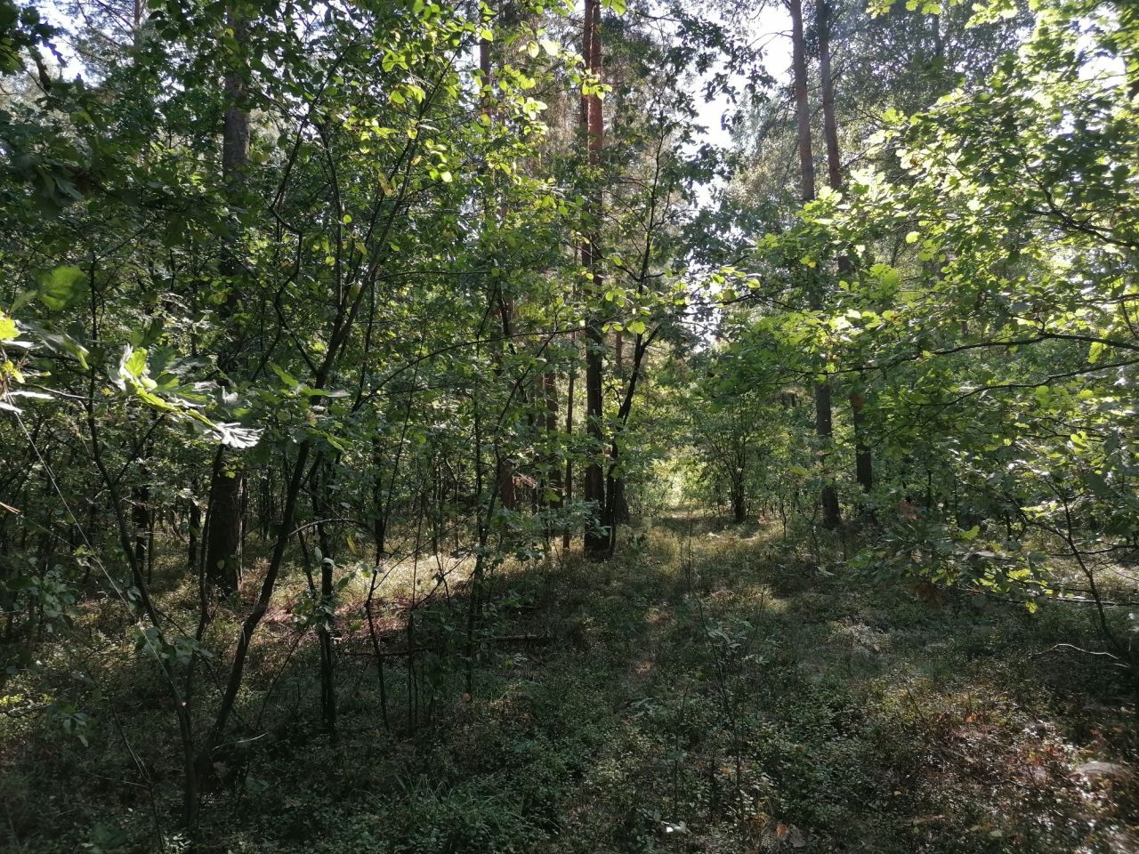 Działka rolna Aleksandrów. Zdjęcie 3