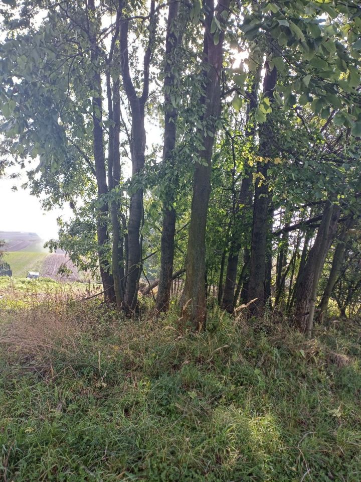 Działka budowlana Wielkanoc. Zdjęcie 4