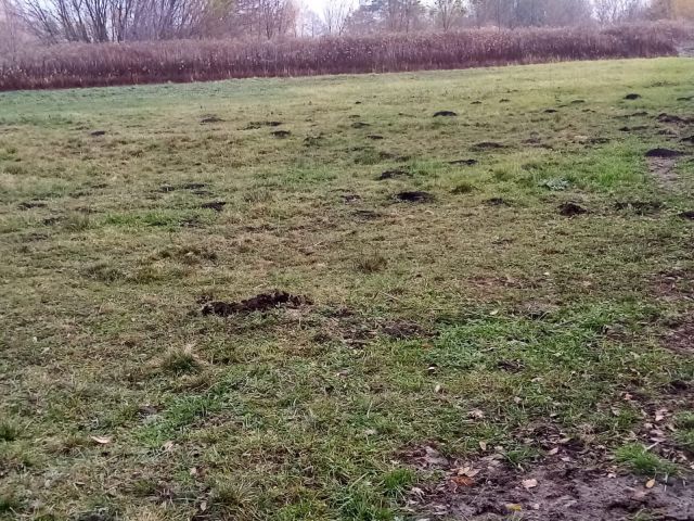 Działka budowlana Borzęcin Duży. Zdjęcie 1