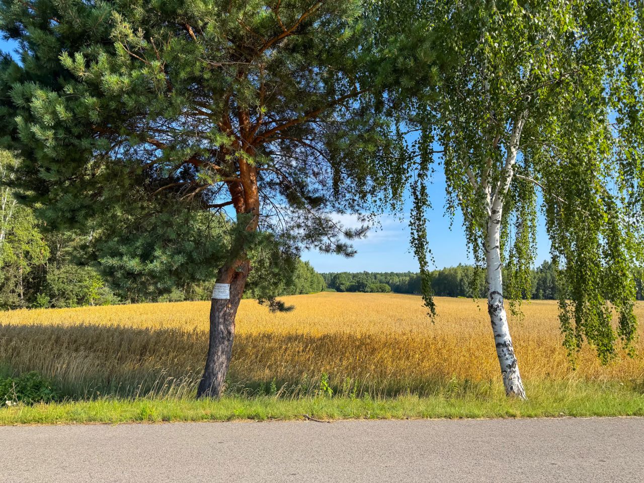 Działka budowlana Rudzienko. Zdjęcie 2