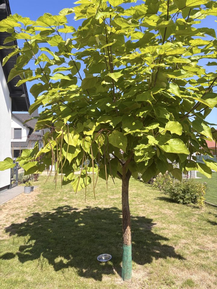 bliźniak, 5 pokoi Dobroszyce, ul. Tęczowa. Zdjęcie 11