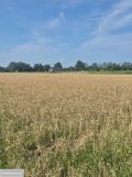 Działka rolna Kępa Nadbrzeska. Zdjęcie 1