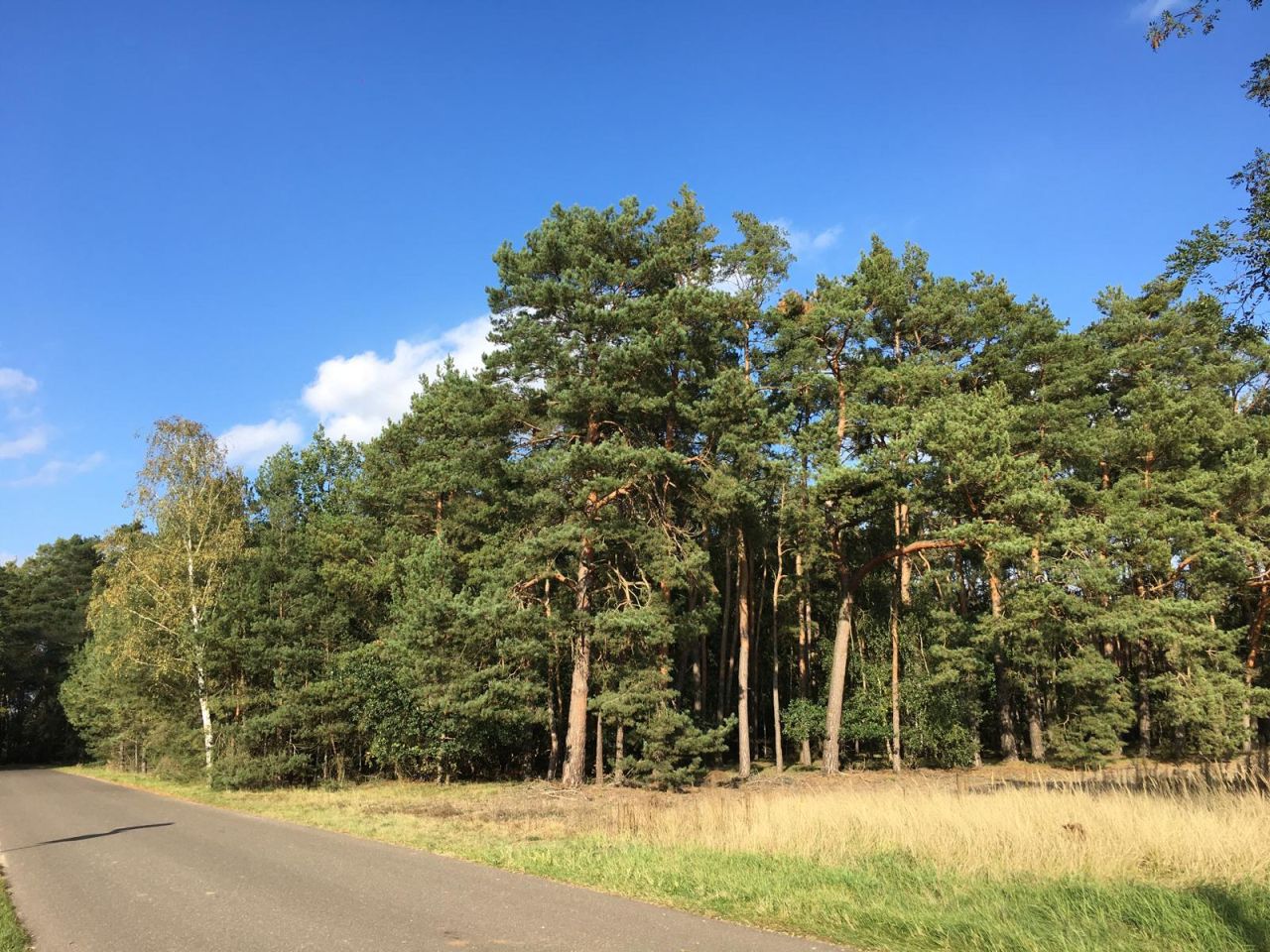 Działka siedliskowa Młyniska. Zdjęcie 17