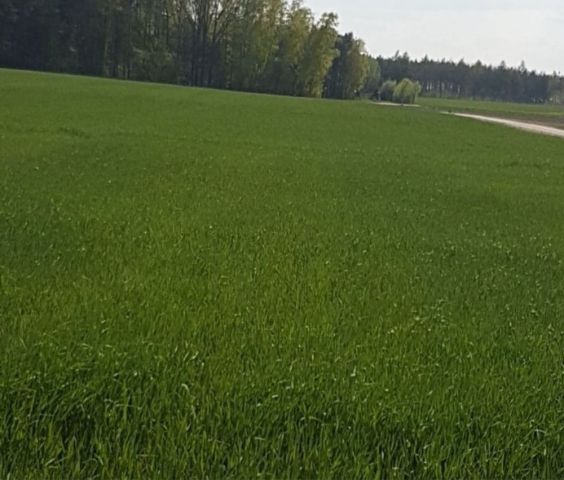 Działka budowlana Pęszyno. Zdjęcie 1