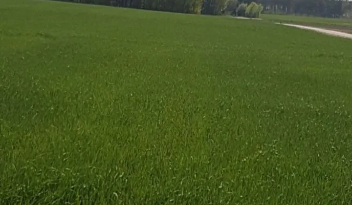 Działka budowlana Pęszyno