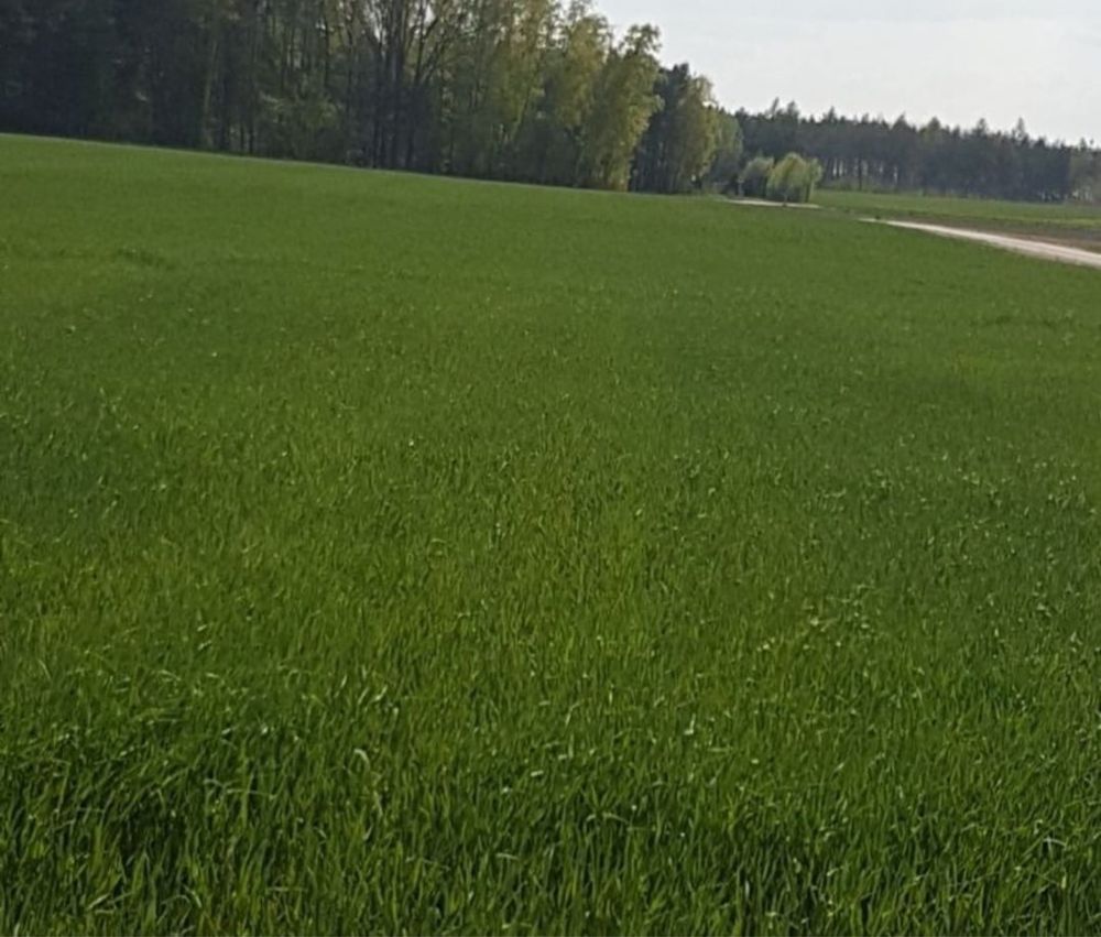 Działka budowlana Pęszyno. Zdjęcie 1