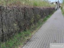 Działka budowlana Ciechocinek, ul. Przedmiejska. Zdjęcie 2