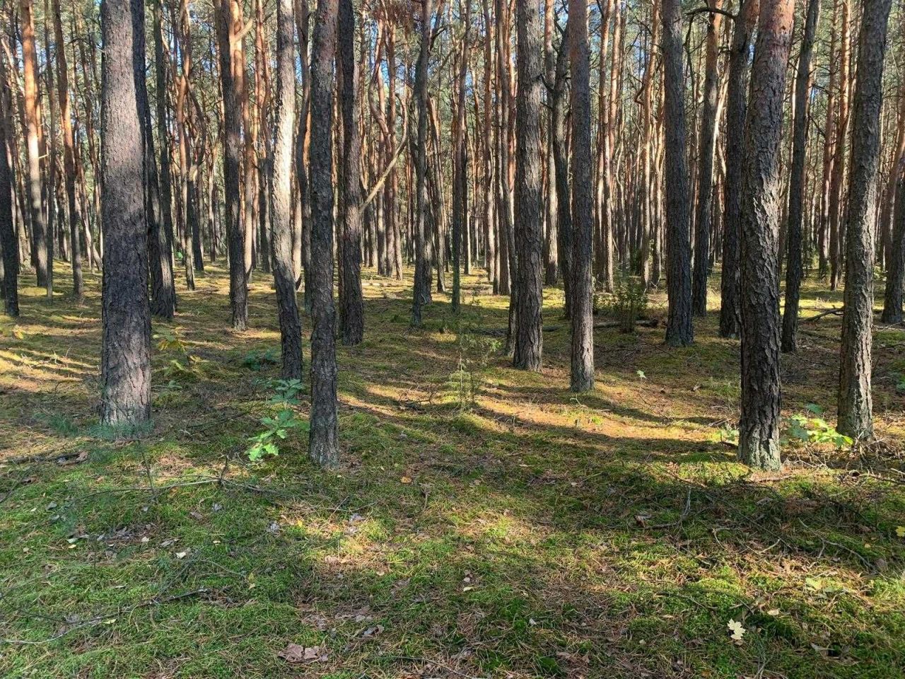 Działka rekreacyjna Popowo-Letnisko, ul. Jelonka