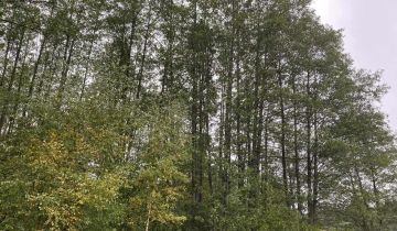 Działka leśna Orzeszkowo Wierzchowskie