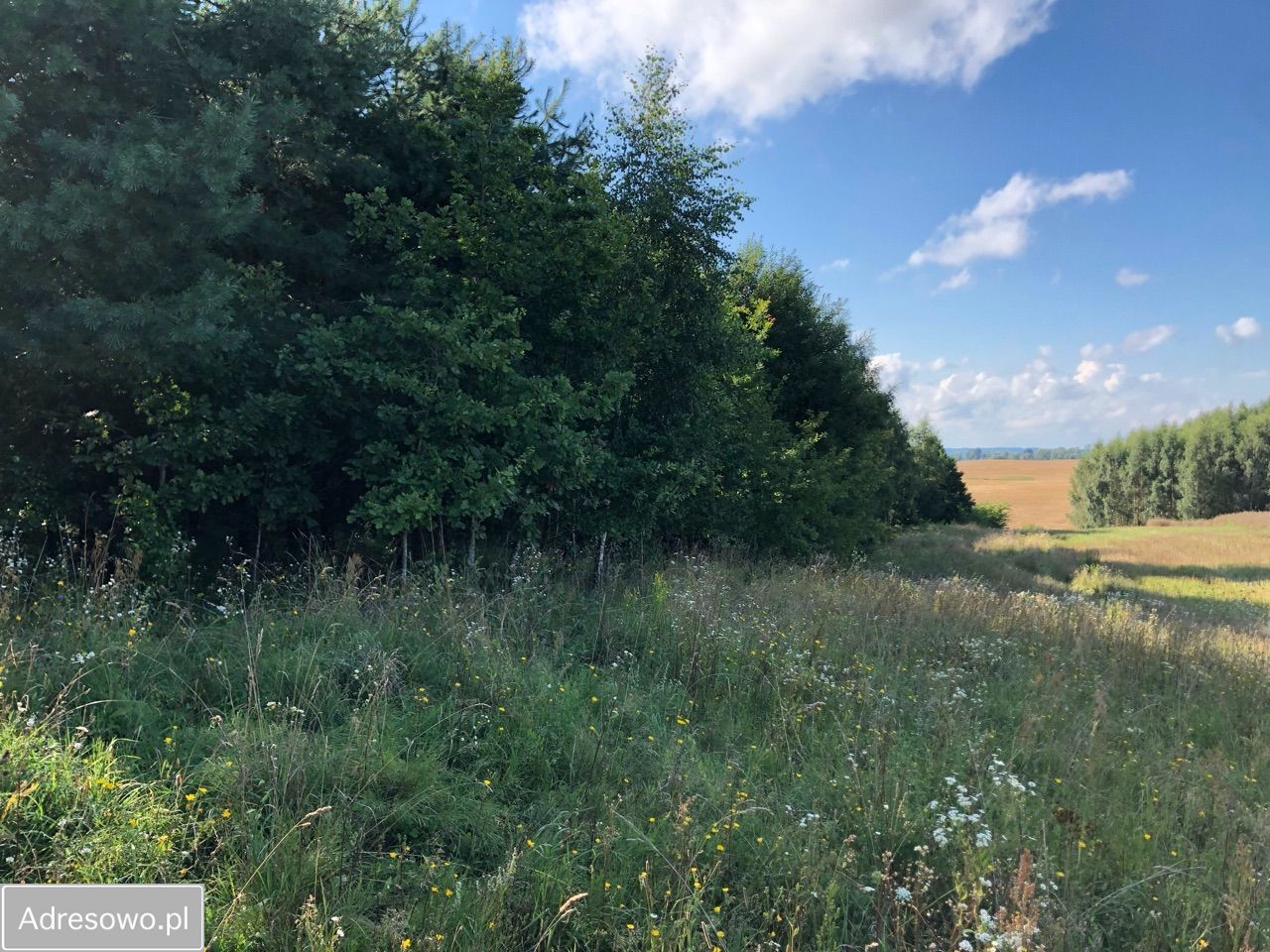Działka rolna Lekity. Zdjęcie 8