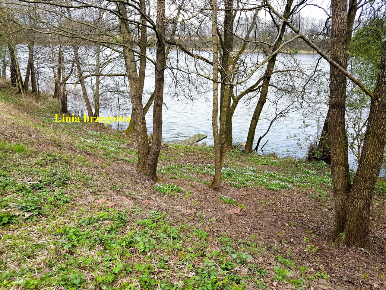 Działka rolno-budowlana Rudzienice. Zdjęcie 12