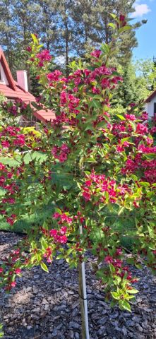 dom wolnostojący, 3 pokoje Stasiopole, ul. Działkowa. Zdjęcie 22