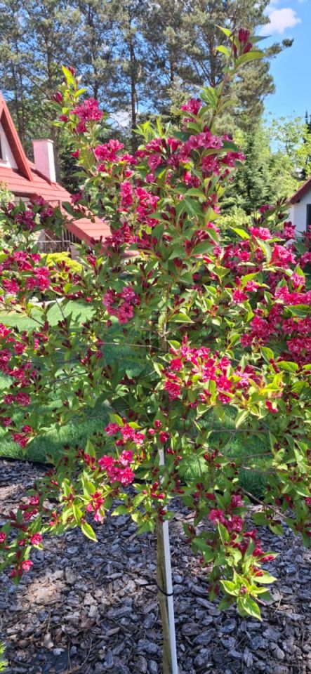 dom wolnostojący, 3 pokoje Stasiopole, ul. Działkowa. Zdjęcie 22