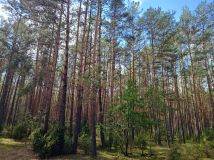 Działka leśna Lipniak-Majorat. Zdjęcie 3