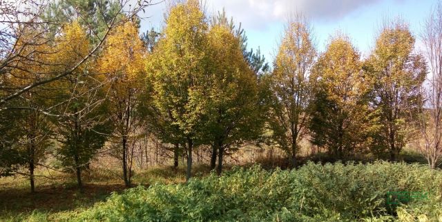 Działka Będzin, ul. Graniczna. Zdjęcie 4