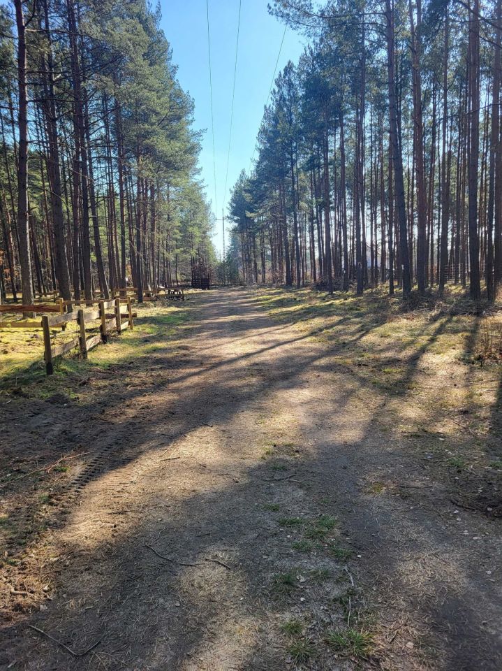 Działka leśna Żebrowo. Zdjęcie 2