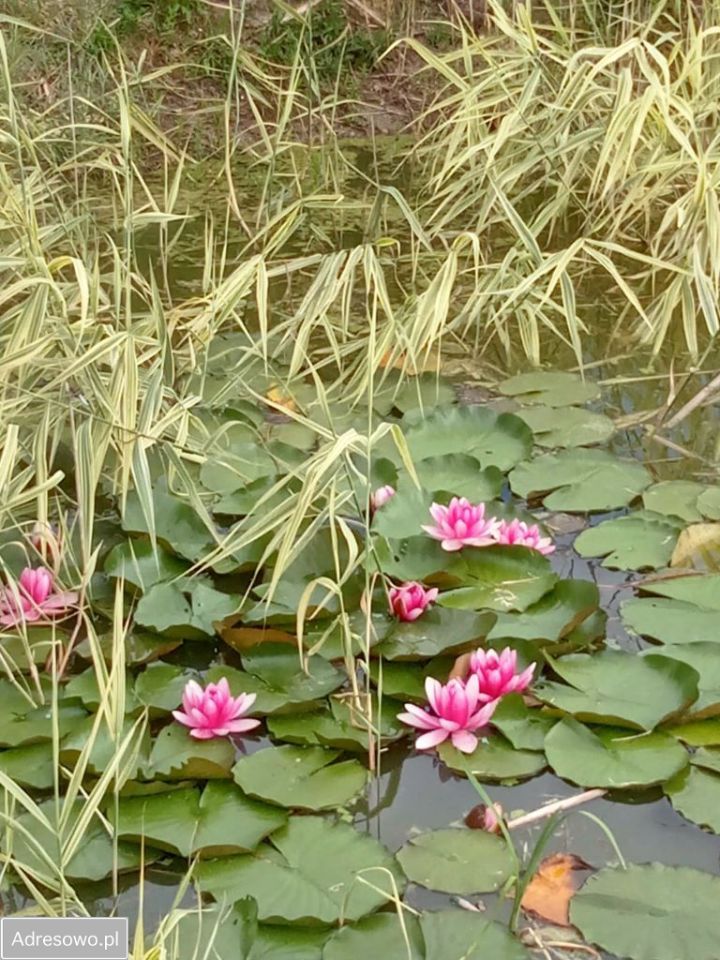 dom wolnostojący, 5 pokoi Jabłoniec. Zdjęcie 9