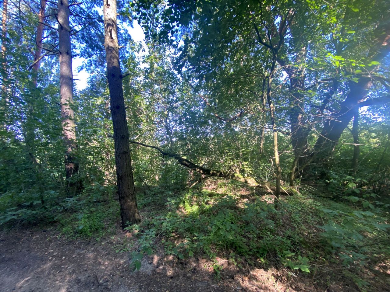 Działka leśna Kamianka. Zdjęcie 7